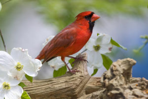 cardinal, Nature, White, Flowers, Trees, Bird, Beak