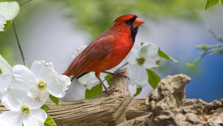 cardinal, Nature, White, Flowers, Trees, Bird, Beak HD Wallpaper Desktop Background