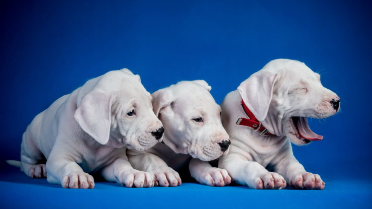 dogs, Puppies, Trio HD Wallpaper Desktop Background