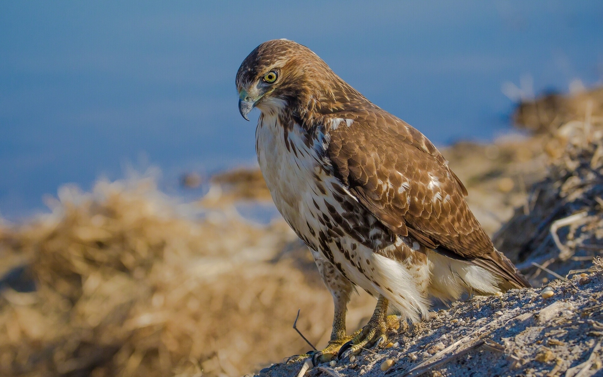 hawk, Bird Wallpaper