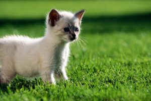 little, Siamese, Kitten, In, The, Grass