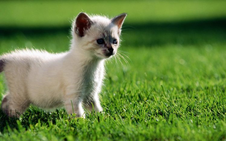 little, Siamese, Kitten, In, The, Grass HD Wallpaper Desktop Background