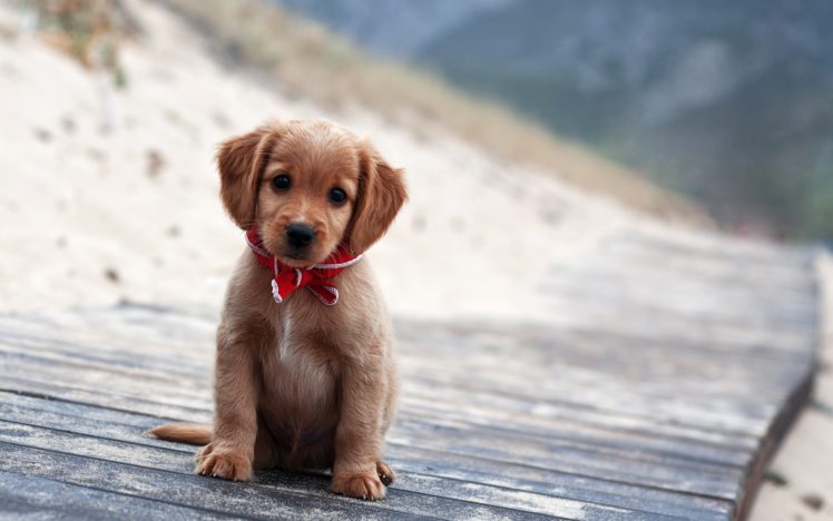 i, Am, An, Elegant, Puppy HD Wallpaper Desktop Background