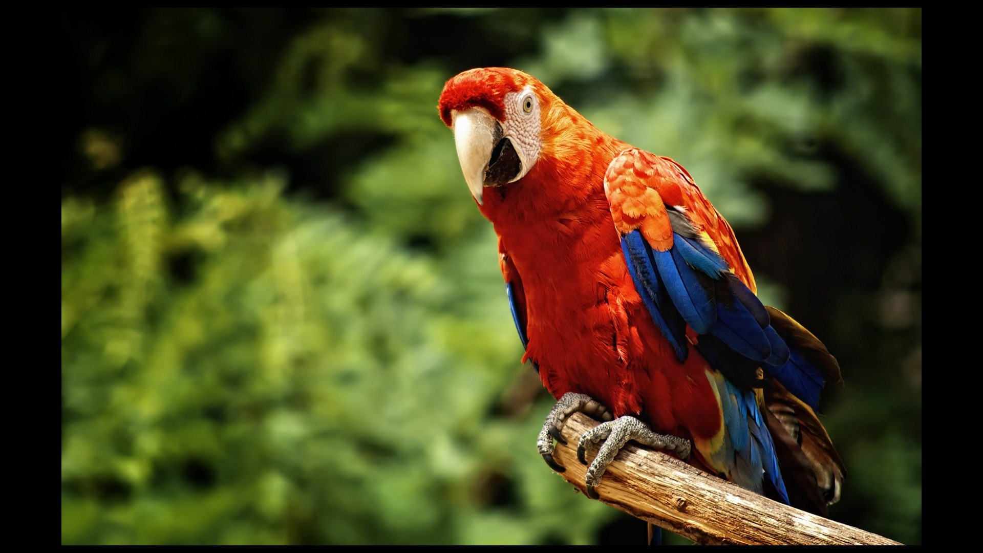 birds, Parrots, Scarlet, Macaws Wallpaper