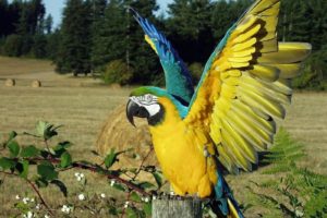 birds, Wildlife, Parrots, Macaw, Blue and yellow, Macaws