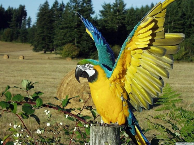 birds, Wildlife, Parrots, Macaw, Blue and yellow, Macaws HD Wallpaper Desktop Background