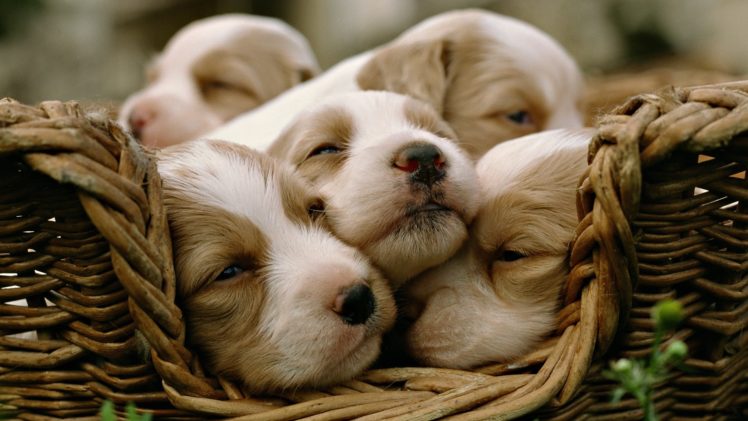 animals, Dogs, Puppies, Sleeping, Baskets HD Wallpaper Desktop Background