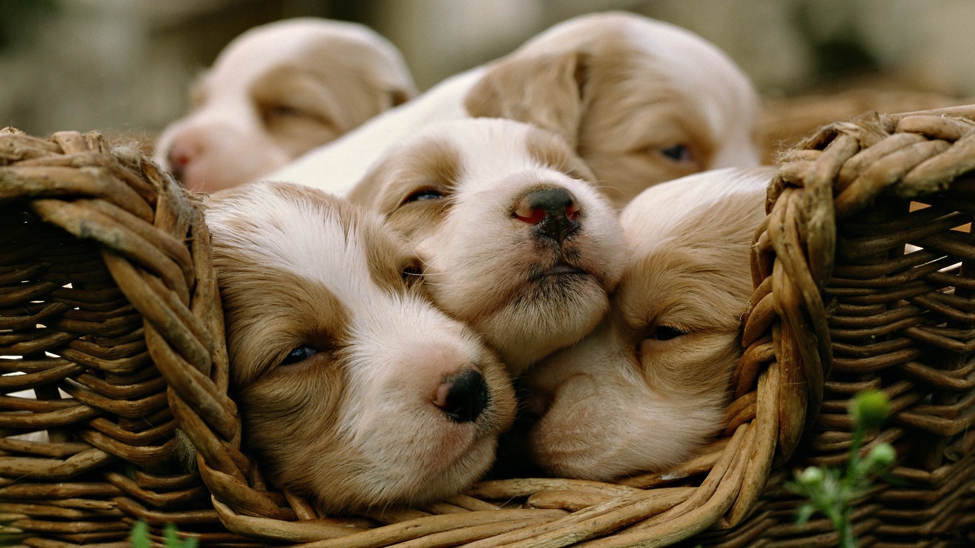 animals, Dogs, Puppies, Sleeping, Baskets Wallpaper