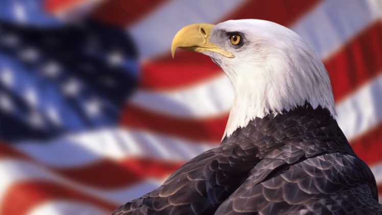american, Eagles, Bald, Eagles HD Wallpaper Desktop Background