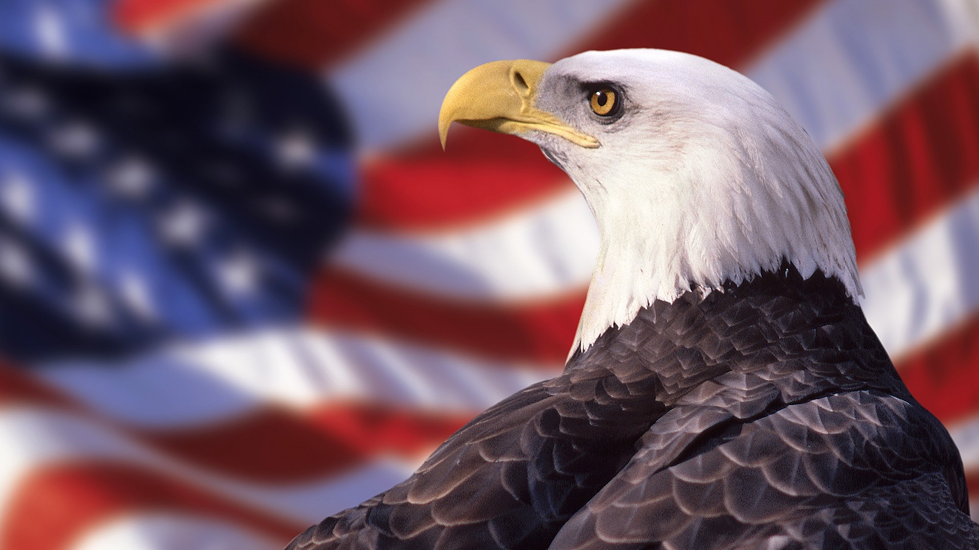 american, Eagles, Bald, Eagles Wallpaper