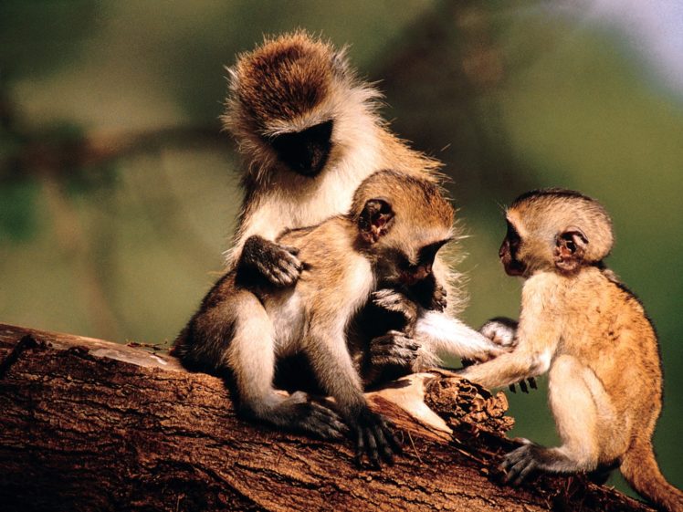 family, Animals, Monkeys, Baby, Animals HD Wallpaper Desktop Background