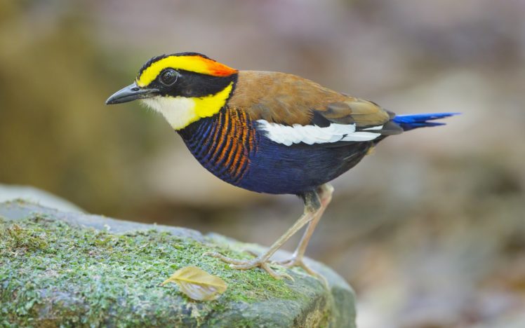 nature, Multicolor, Birds, Animals, Pittas HD Wallpaper Desktop Background