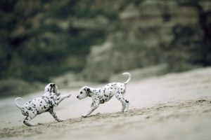 animals, Dogs, Puppies, Dalmatians, Playing, Beaches