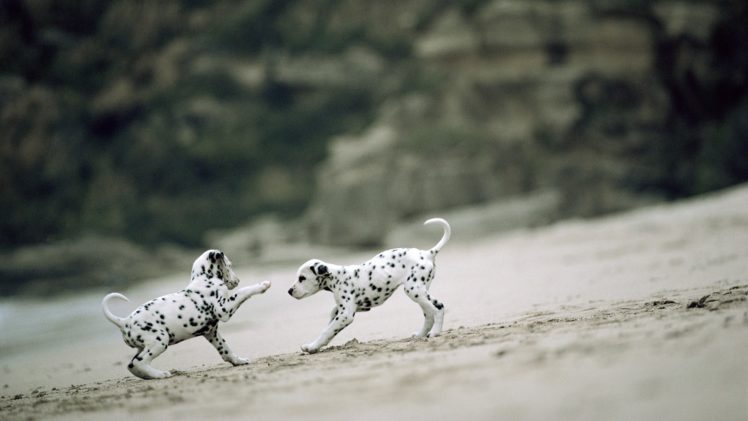 animals, Dogs, Puppies, Dalmatians, Playing, Beaches HD Wallpaper Desktop Background