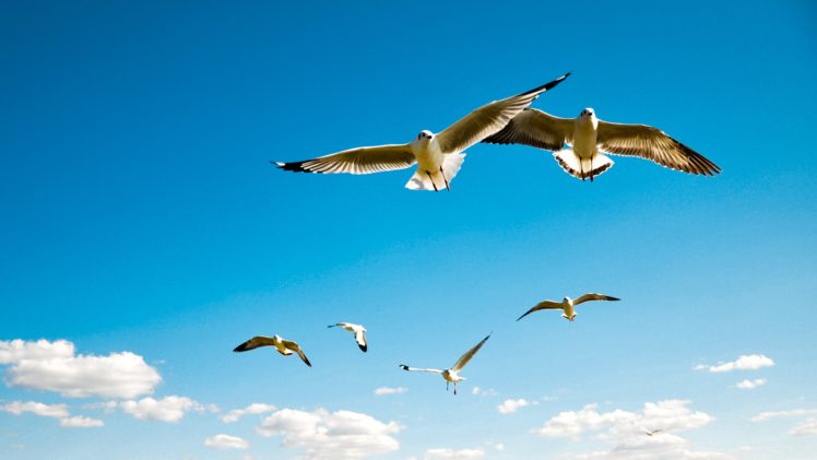clouds, Nature, Birds, Seagulls HD Wallpaper Desktop Background