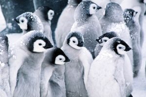 snow, Birds, Penguins