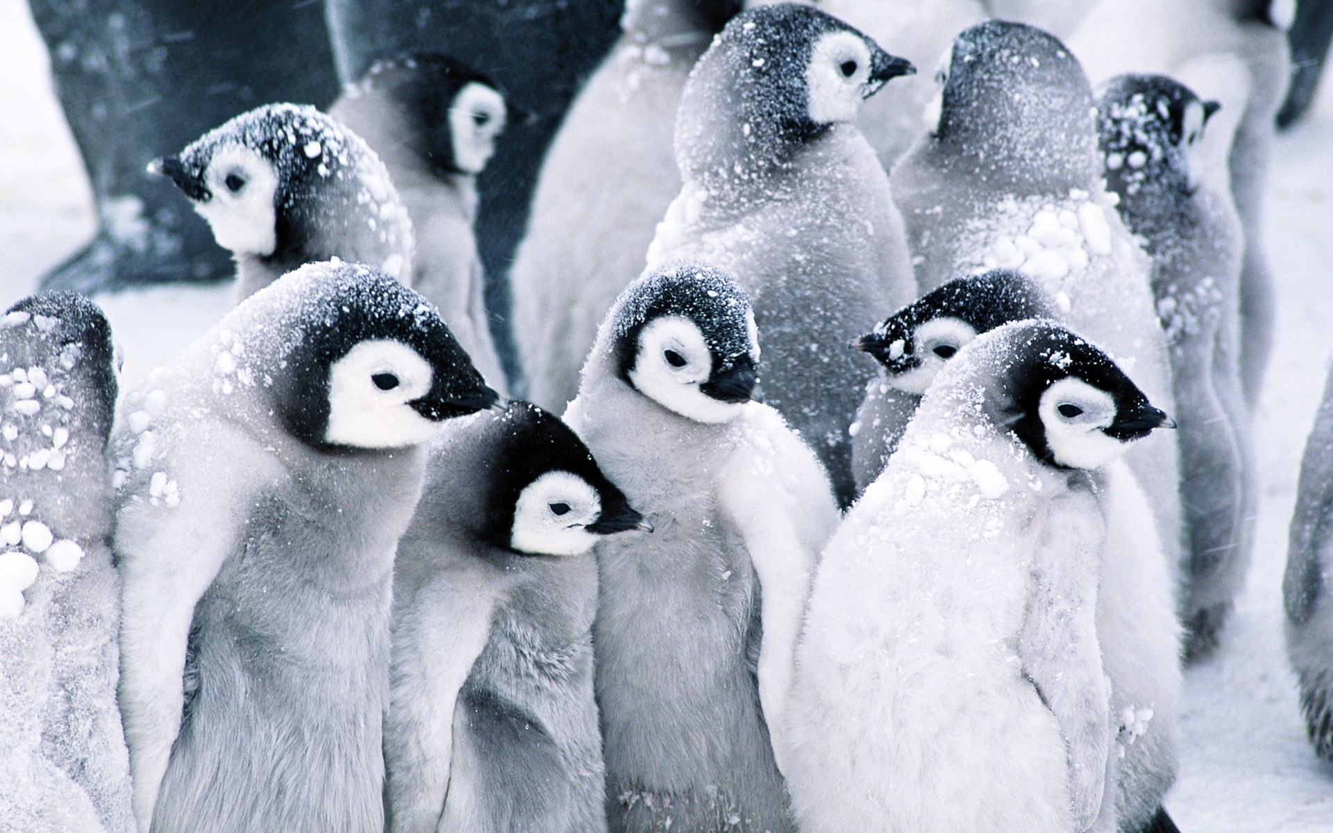 snow, Birds, Penguins Wallpaper