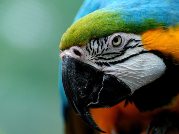 birds, Parrots HD Wallpaper Desktop Background