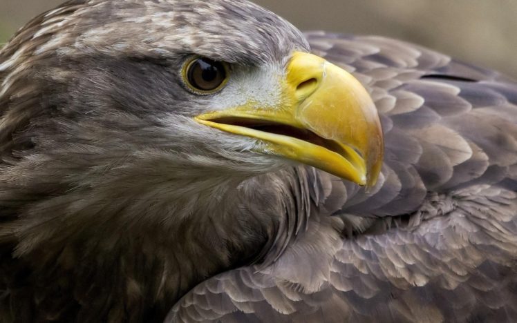 birds, Animals, Eagles HD Wallpaper Desktop Background