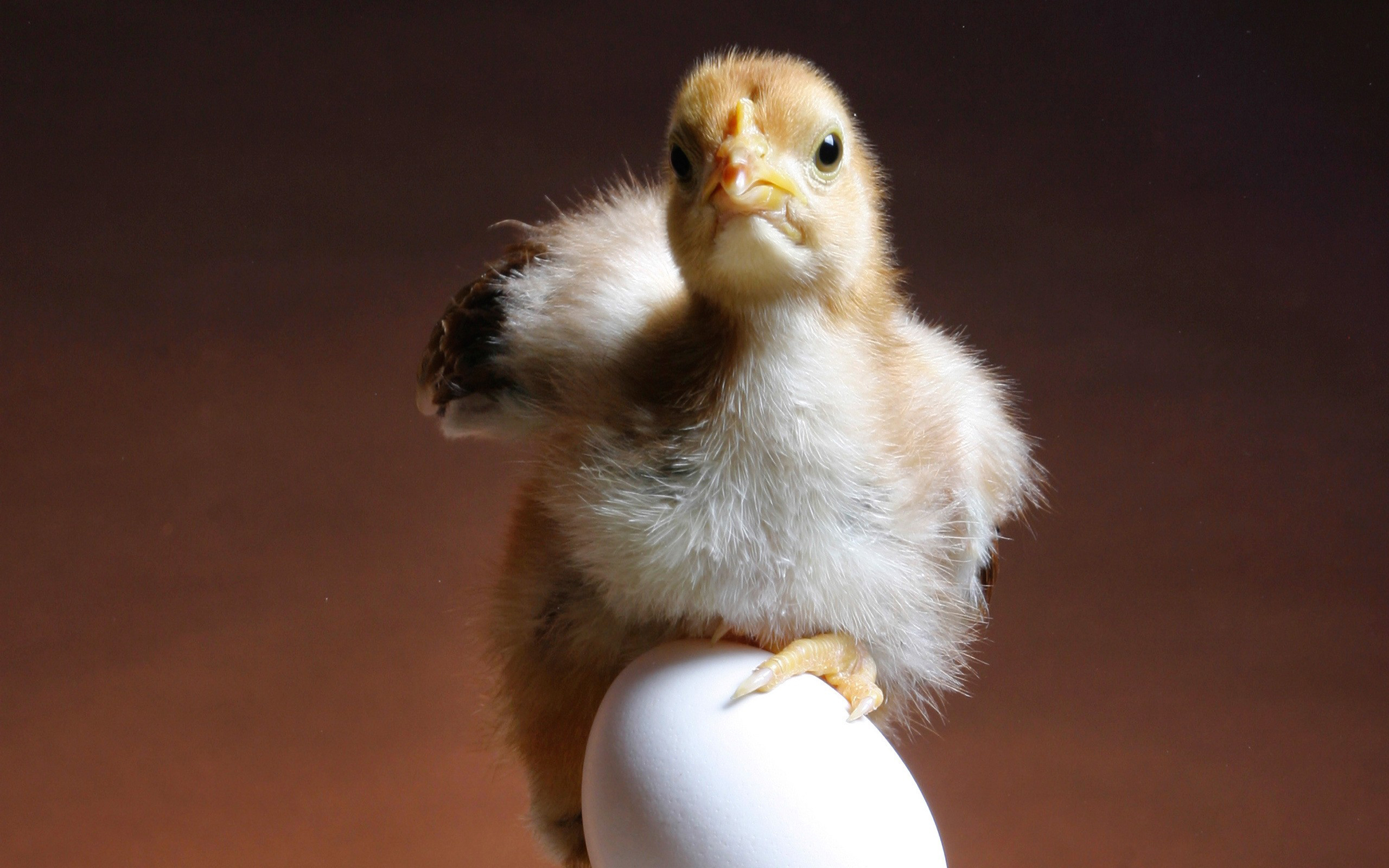 chick, On, An, Egg Wallpaper