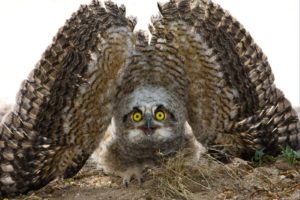birds, National, Geographic, Owls