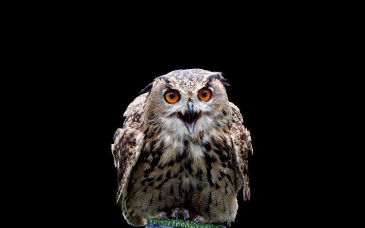 birds, Harry, Potter, Owls, Black, Background HD Wallpaper Desktop Background