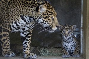 animals, Jaguars, Baby, Animals