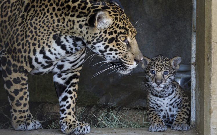 animals, Jaguars, Baby, Animals HD Wallpaper Desktop Background