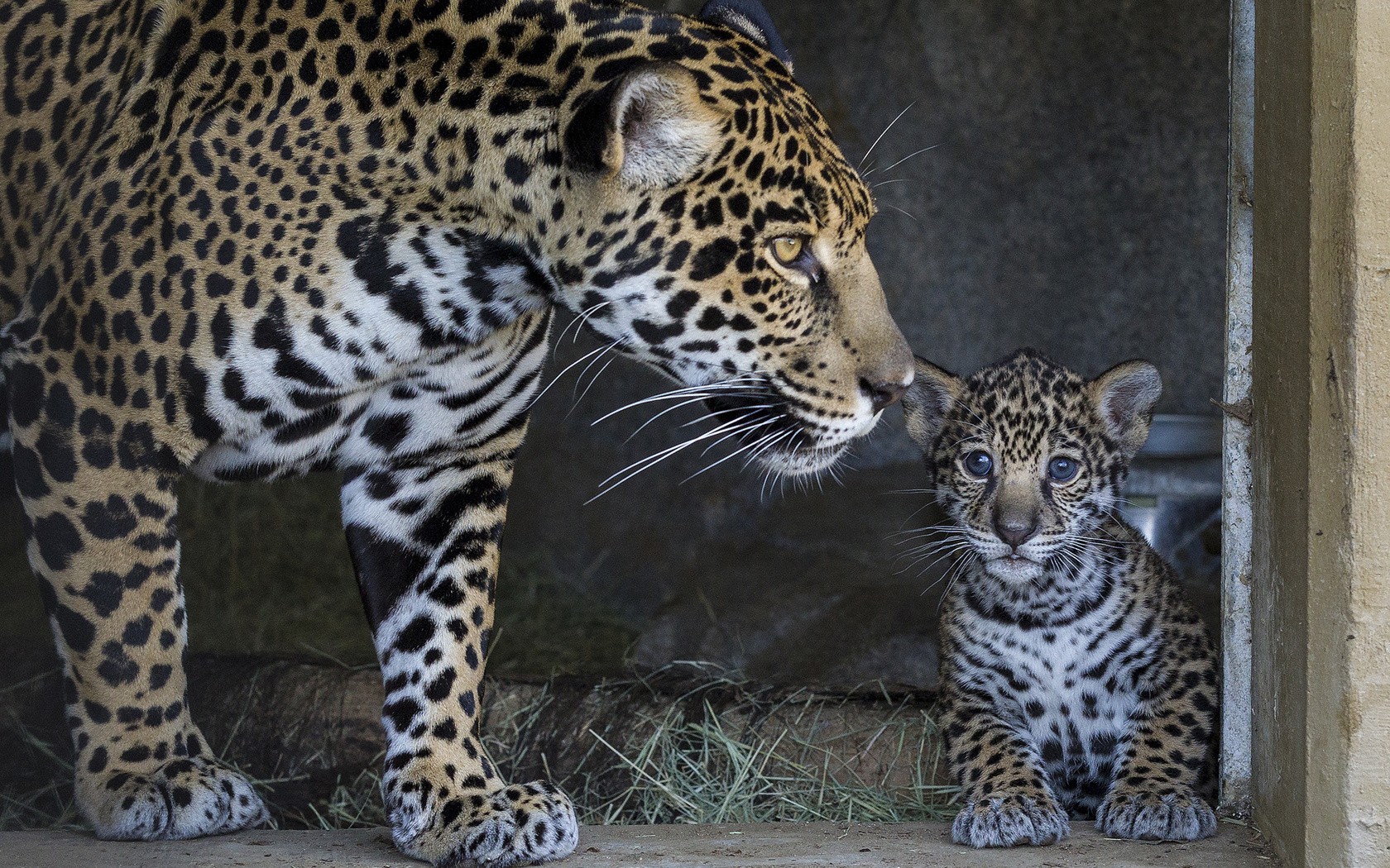 animals, Jaguars, Baby, Animals Wallpaper