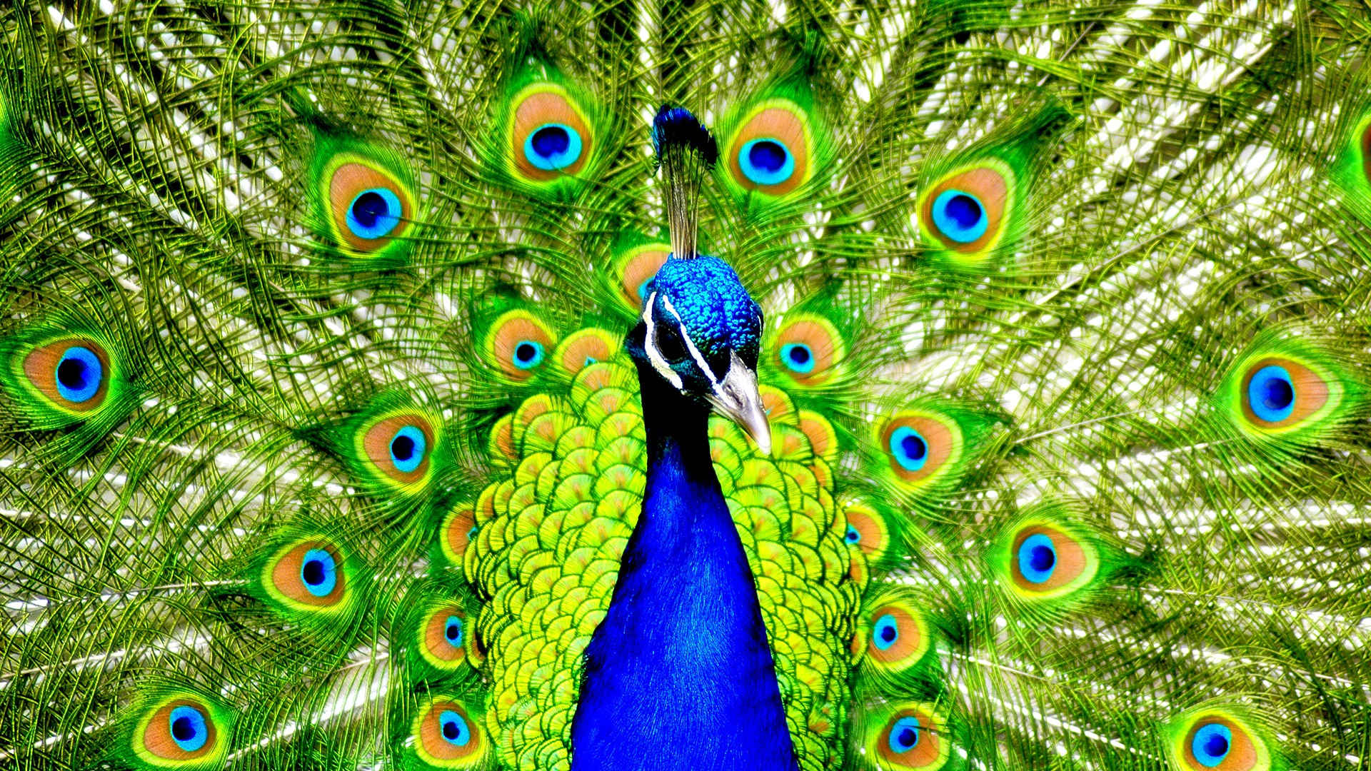 birds, Peacocks Wallpaper