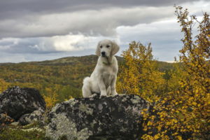 dog, Rocks, Fall, Autumn