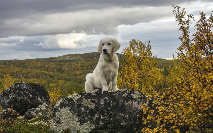 dog, Rocks, Fall, Autumn HD Wallpaper Desktop Background