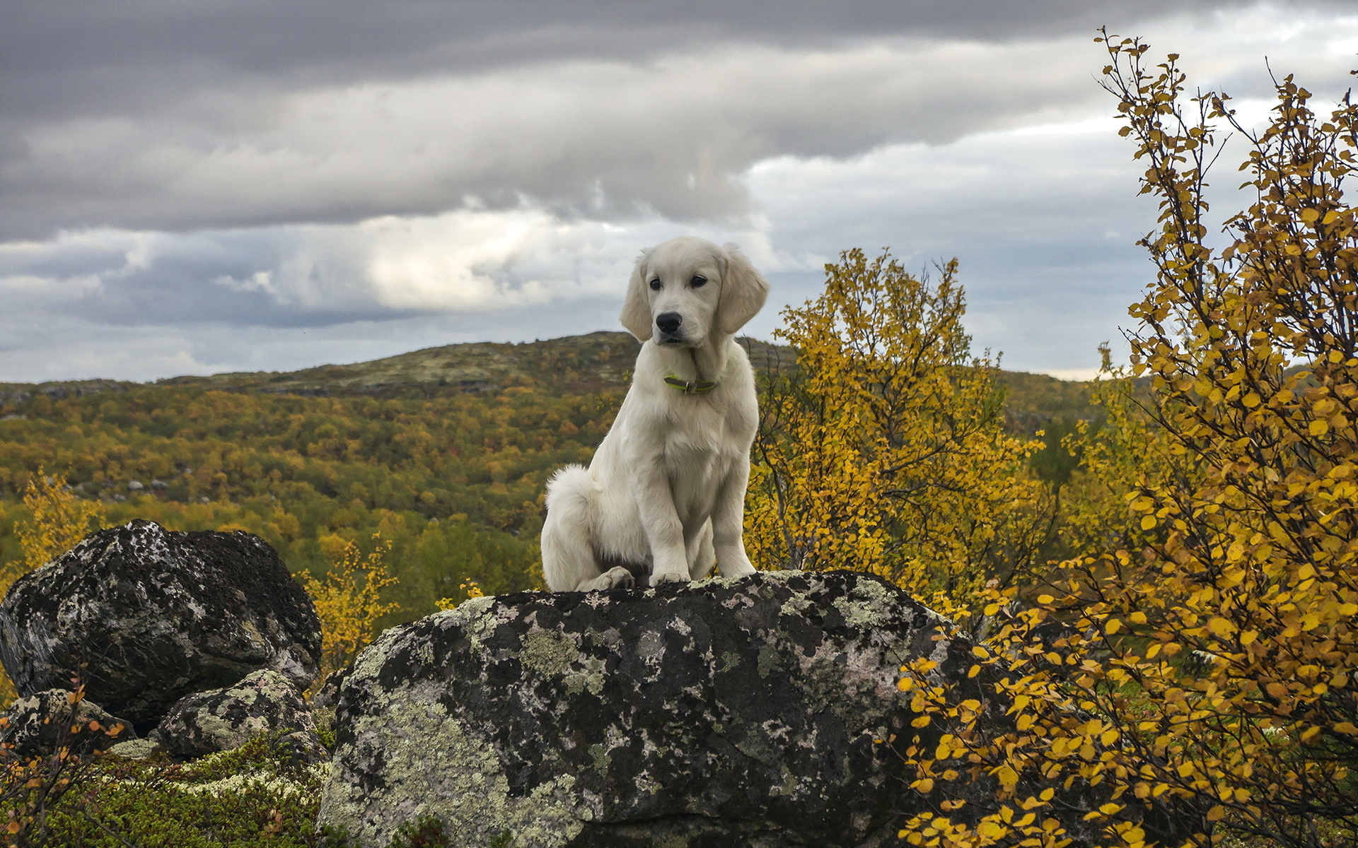 dog, Rocks, Fall, Autumn Wallpaper