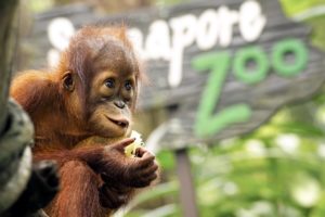 animals, Baby, Animals, Orangutans