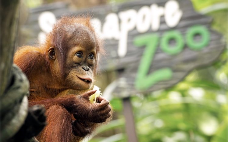 animals, Baby, Animals, Orangutans HD Wallpaper Desktop Background
