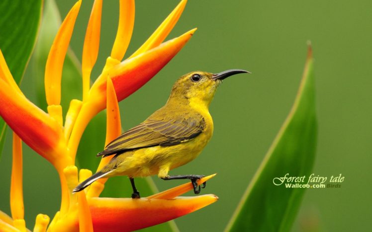 birds, Animals, Wildlife, Sunbirds HD Wallpaper Desktop Background