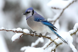 nature, Winter, Snow, Trees, Blue, Jay