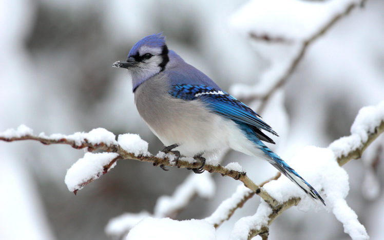 nature, Winter, Snow, Trees, Blue, Jay HD Wallpaper Desktop Background