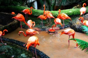 water, Birds, Flamingos