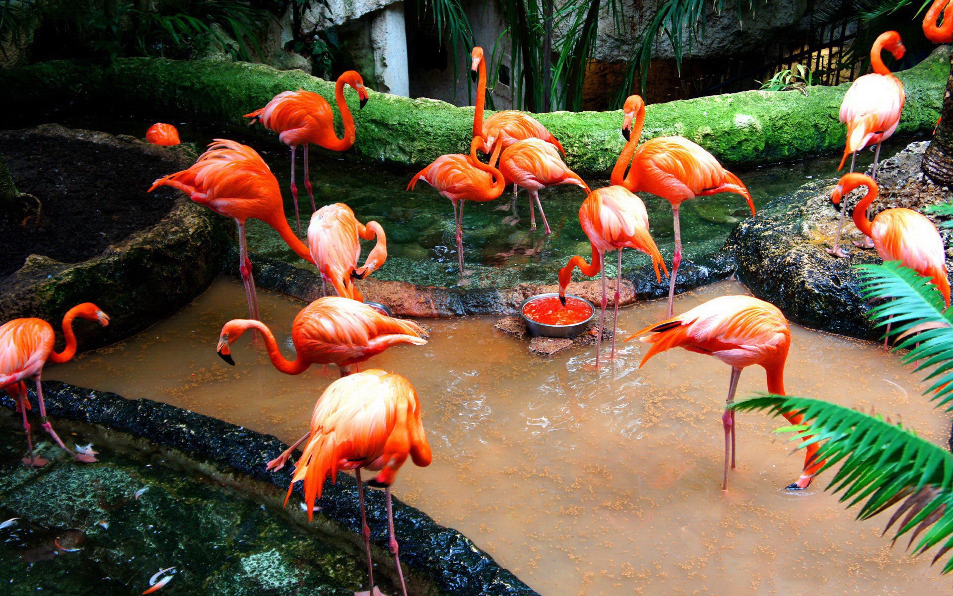water, Birds, Flamingos Wallpaper