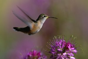 birds, Hummingbirds, Purple, Flowers