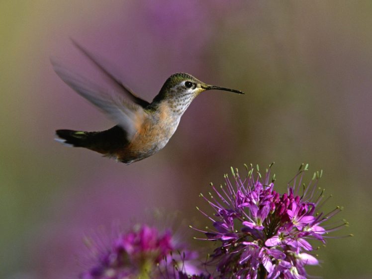 birds, Hummingbirds, Purple, Flowers HD Wallpaper Desktop Background