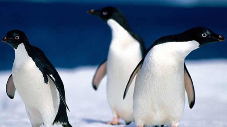 landscapes, Nature, Birds, Animals, Penguins HD Wallpaper Desktop Background