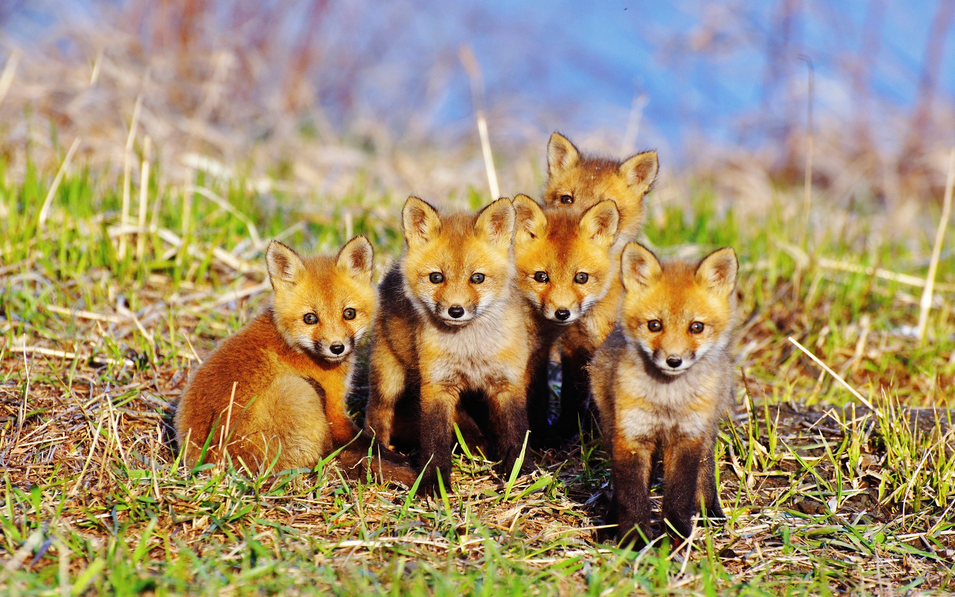 animals, Foxes Wallpaper