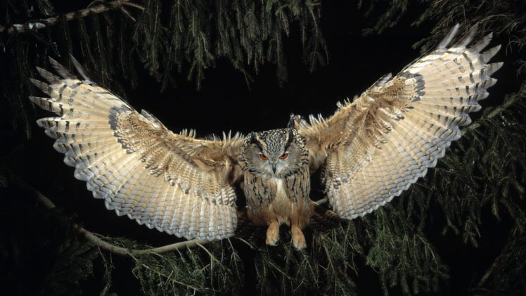 eagles, Owls, European, Flight HD Wallpaper Desktop Background
