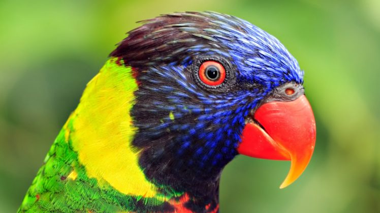 close up, Birds, Animals, Parrots HD Wallpaper Desktop Background