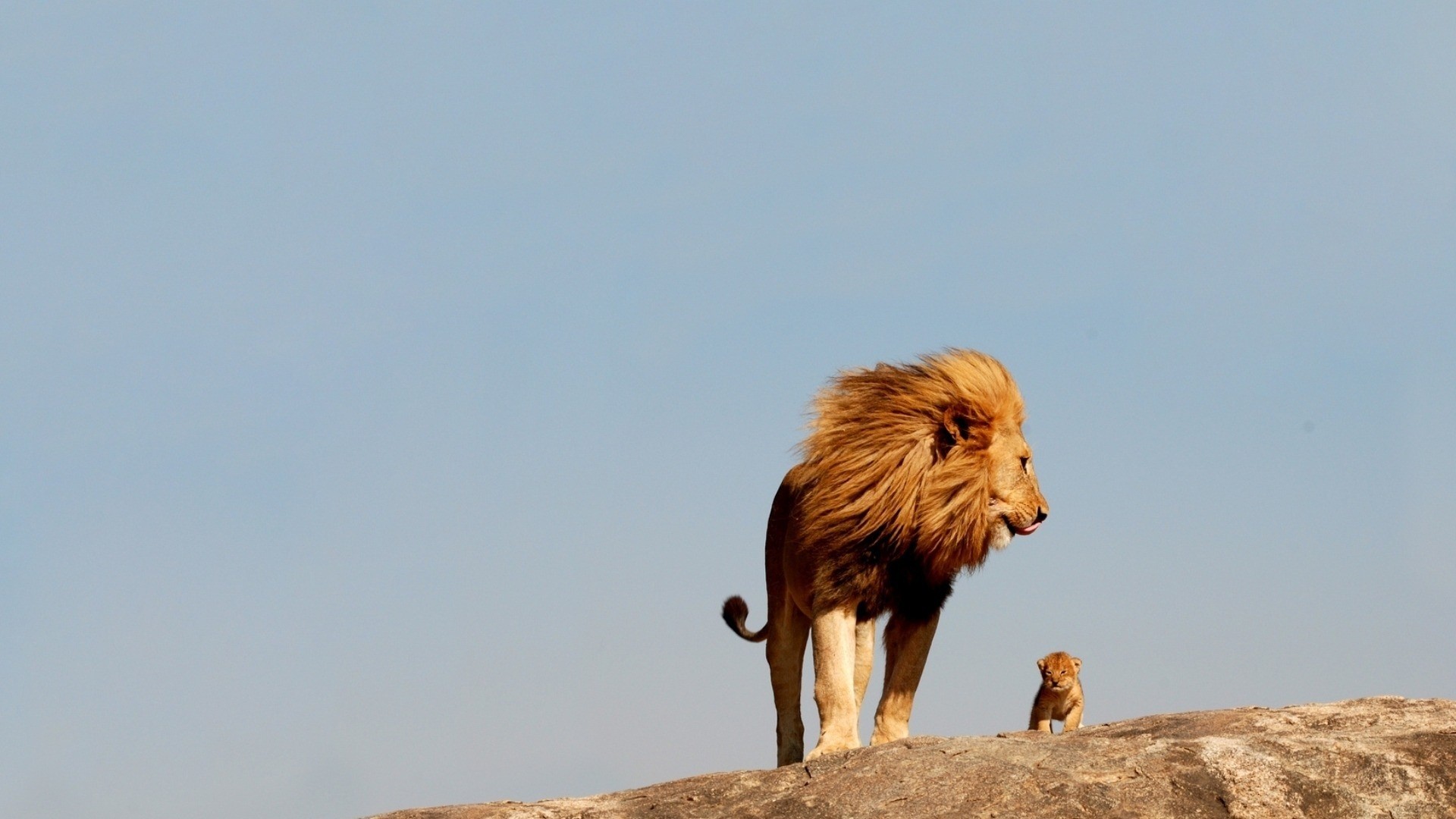 animals, Cubs, Lions, Baby, Animals Wallpaper