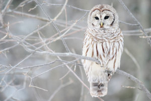 white, Owl, On, A, Branch