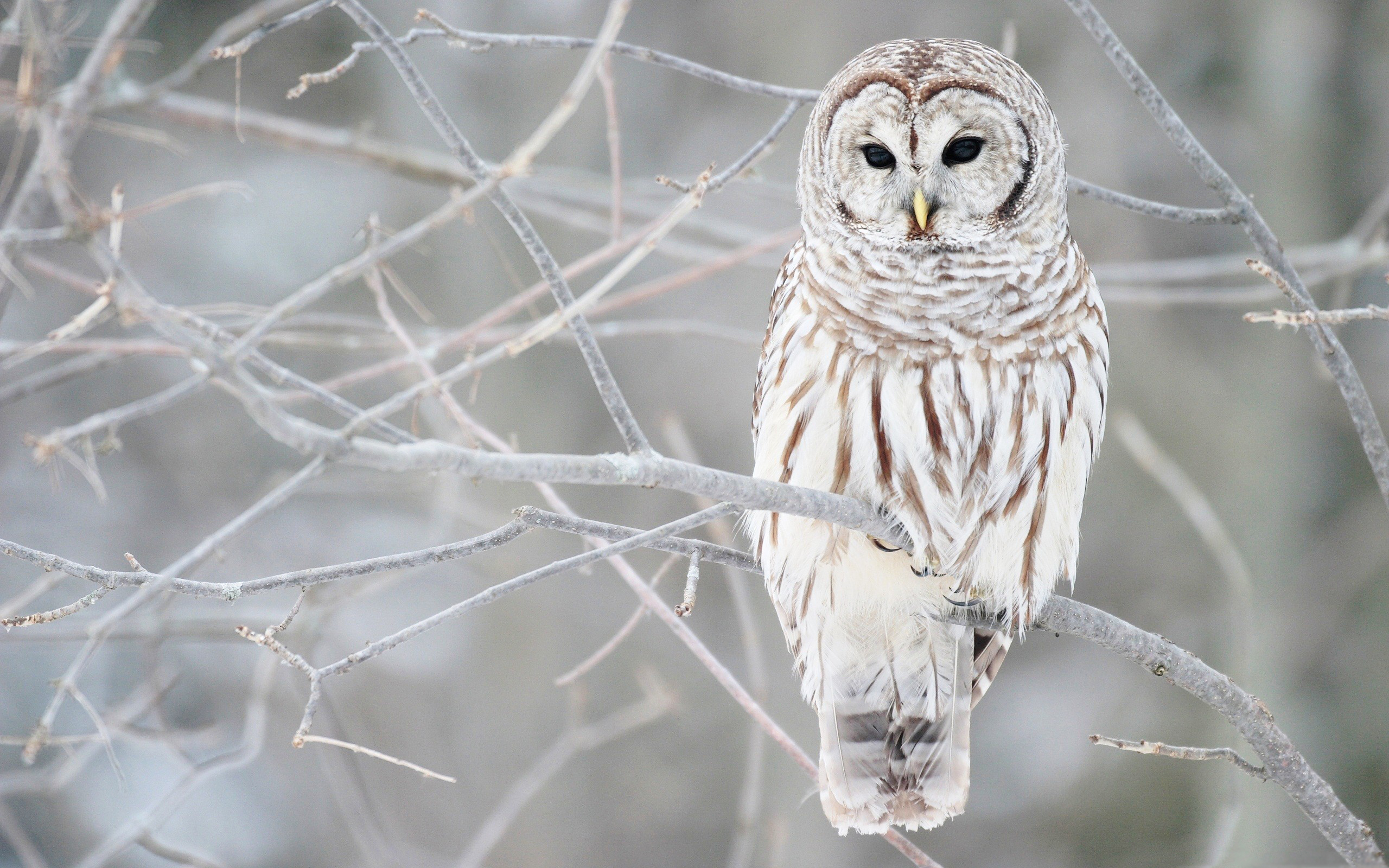 white, Owl, On, A, Branch Wallpaper