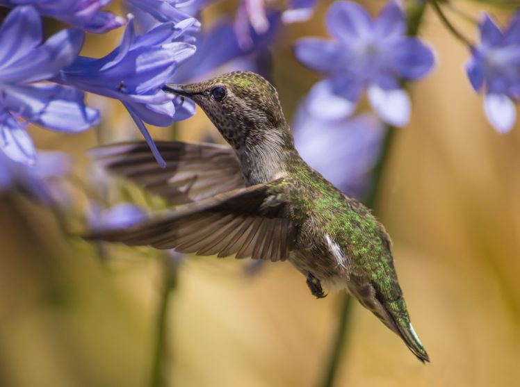 bird, Agapandus, Flowers, Blue, Hummingbird HD Wallpaper Desktop Background